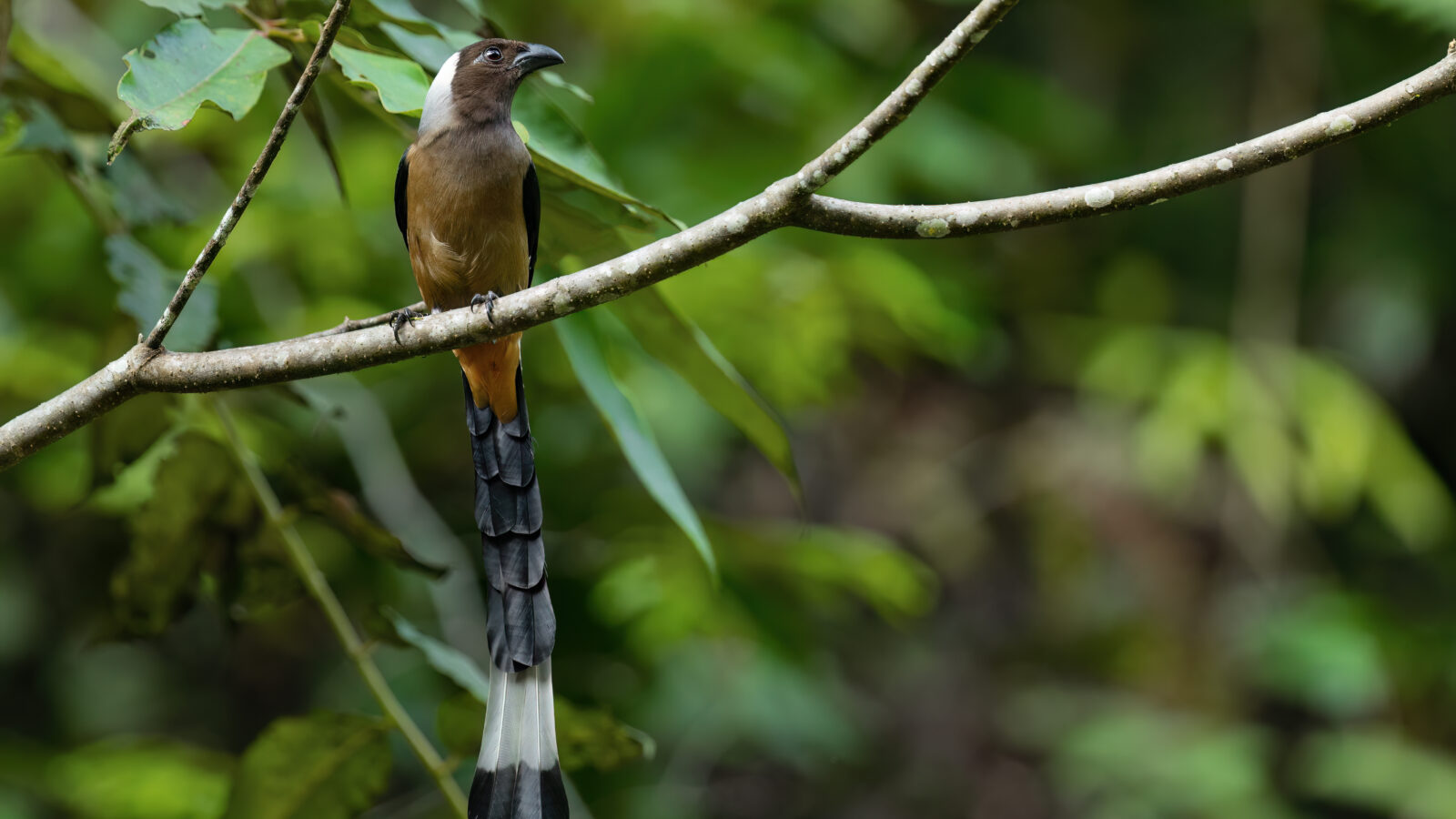 Sumatran Treepie