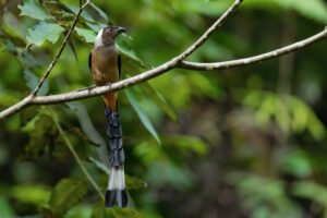 Sumatran Treepie