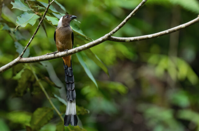 Sumatran Treepie