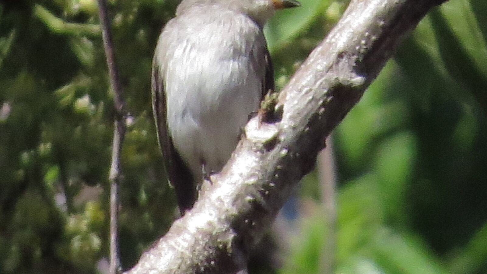 Sumba Brown Flycatcher