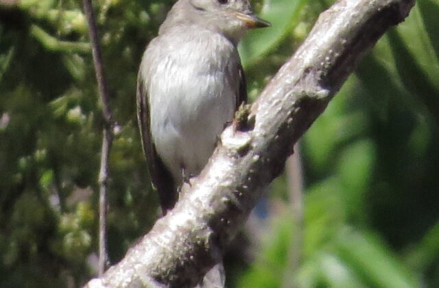 Sumba Brown Flycatcher