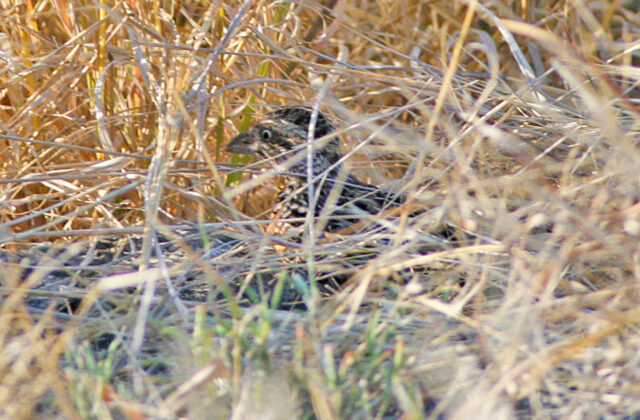 Sumba Buttonquail
