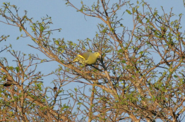 Sumba Green Pigeon