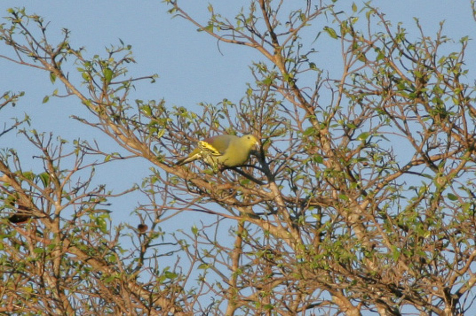 Sumba Green Pigeon