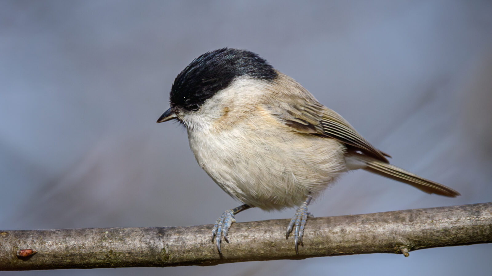 Marsh Tit
