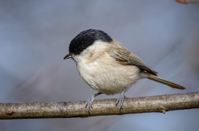 Marsh Tit