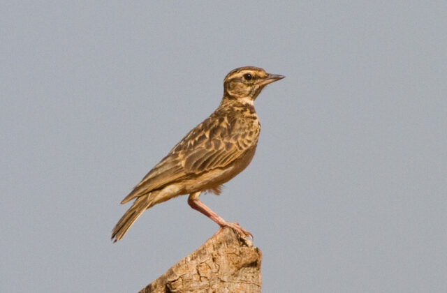 Sun Lark