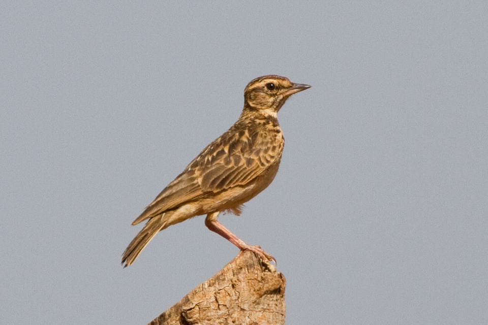 Sun Lark