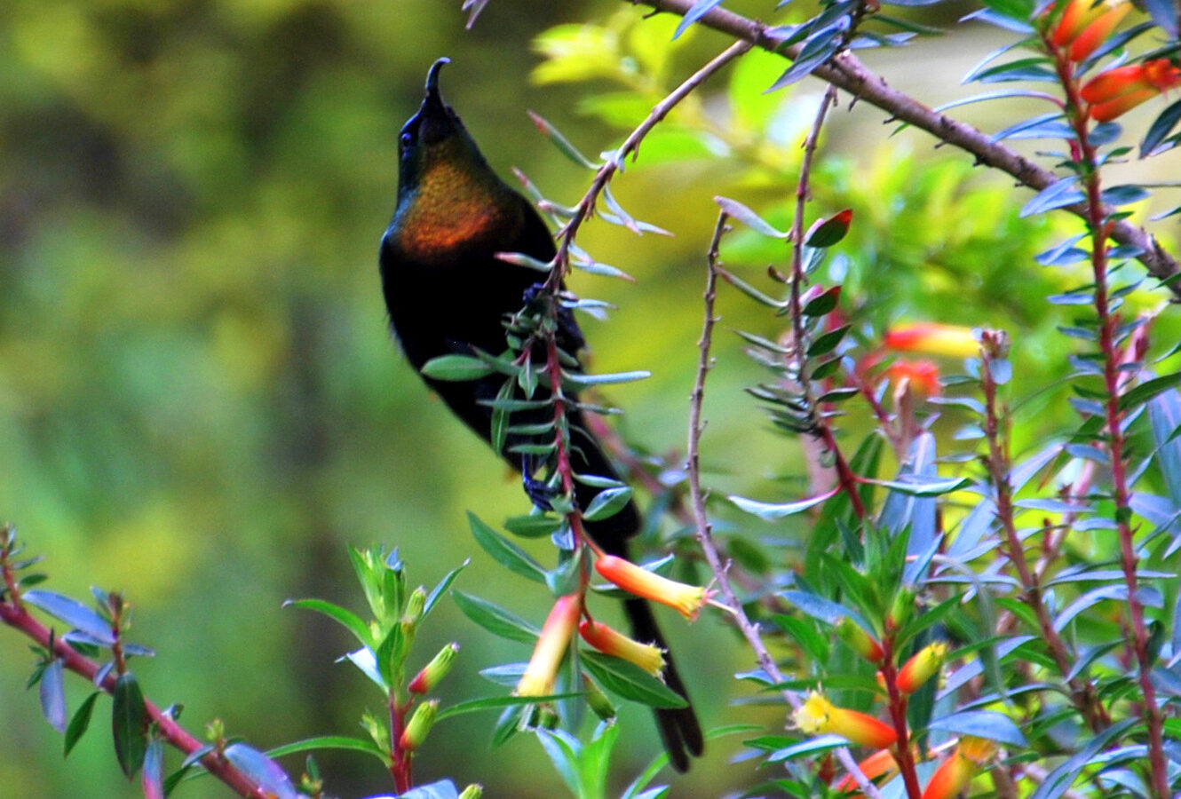Purple-breasted Sunbird