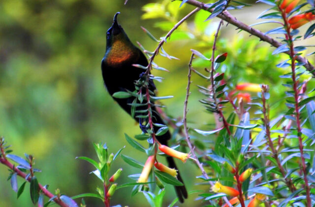 Purple-breasted Sunbird