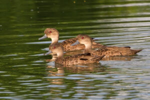 Sunda Teal