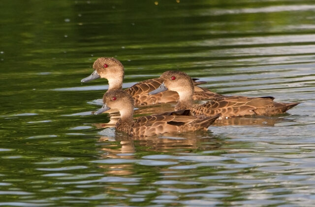 Sunda Teal