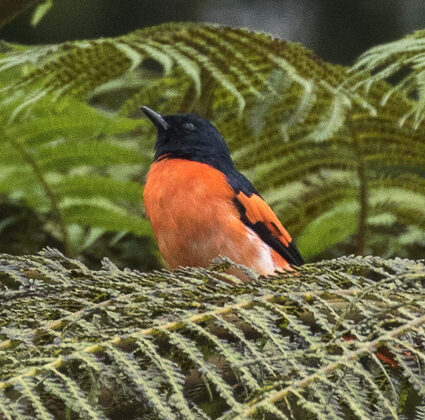 Sunda Minivet