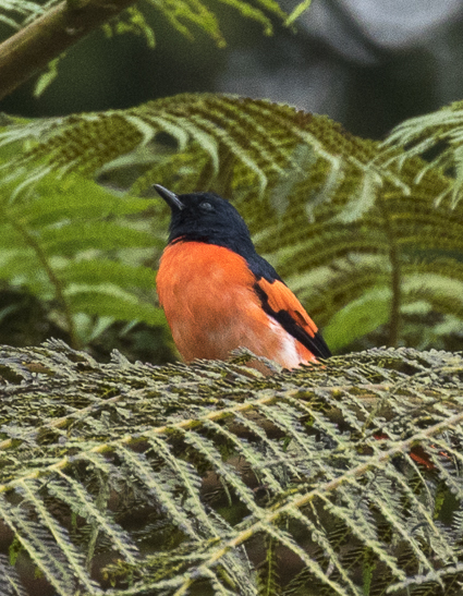 Sunda Minivet