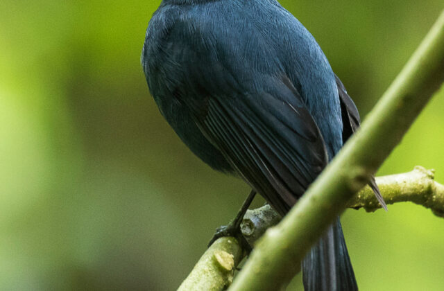 Javan Blue Robin