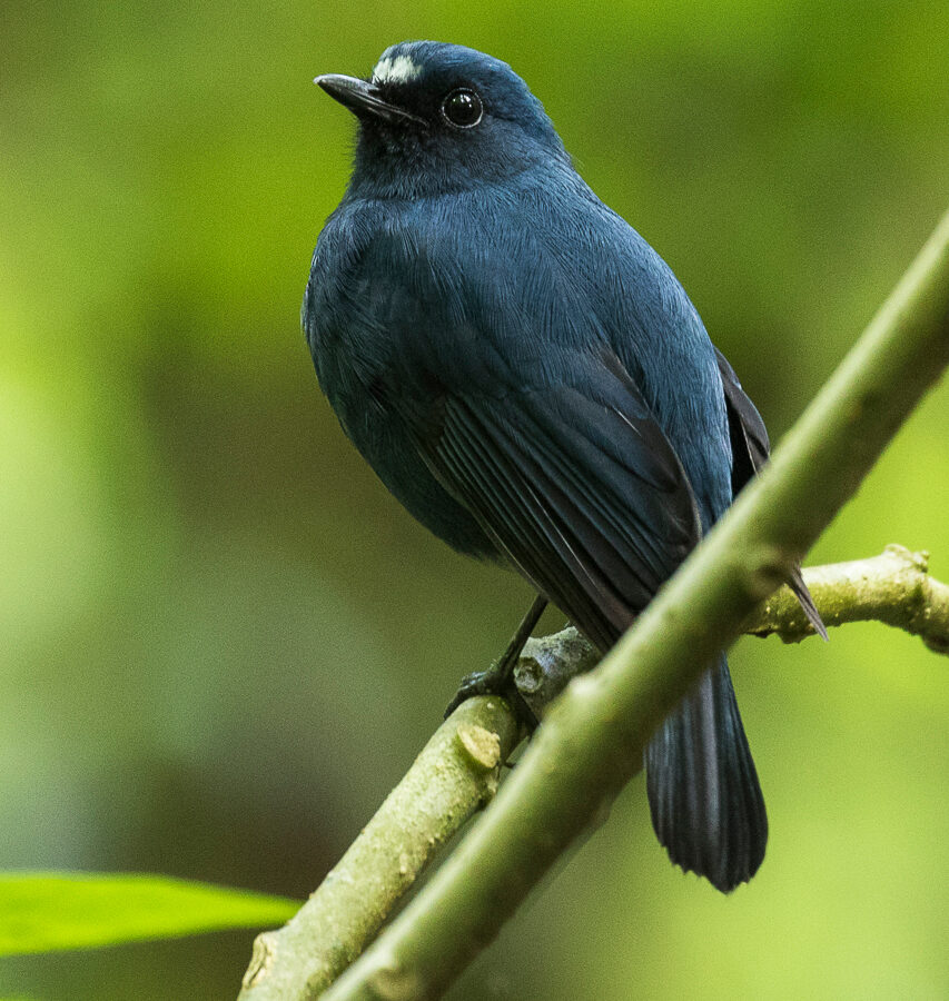 Javan Blue Robin