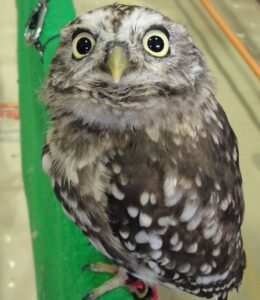 Sunda Scops Owl
