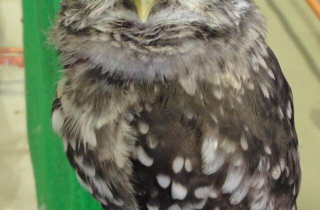 Sunda Scops Owl