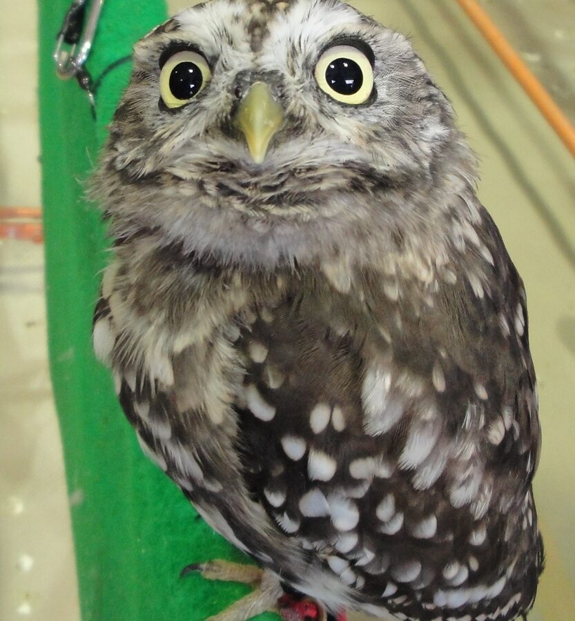 Sunda Scops Owl
