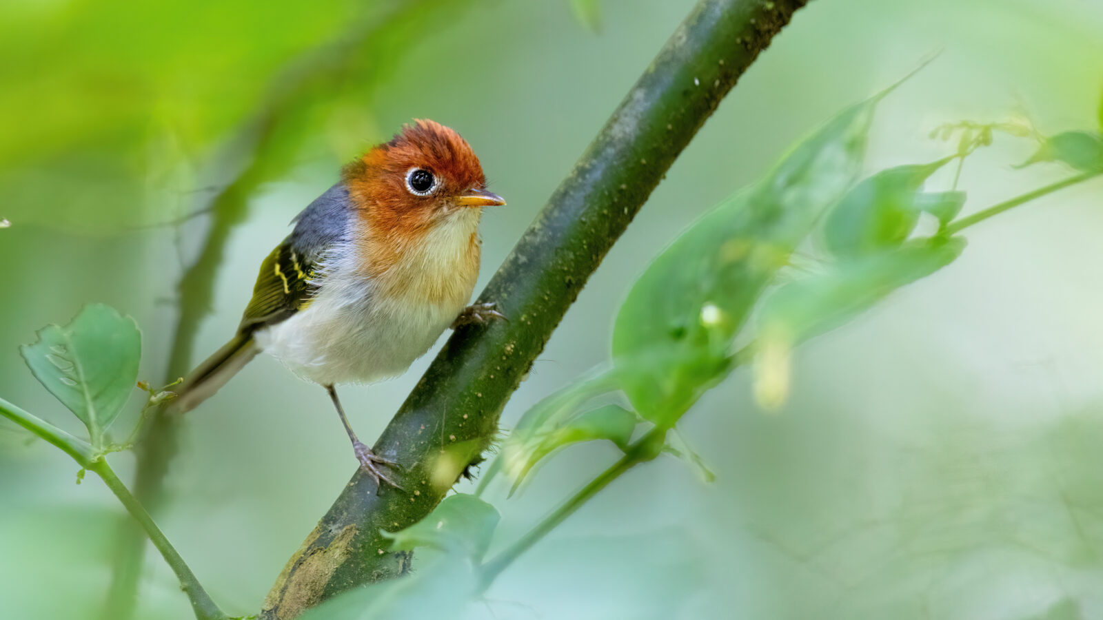 Sunda Warbler