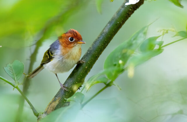 Sunda Warbler
