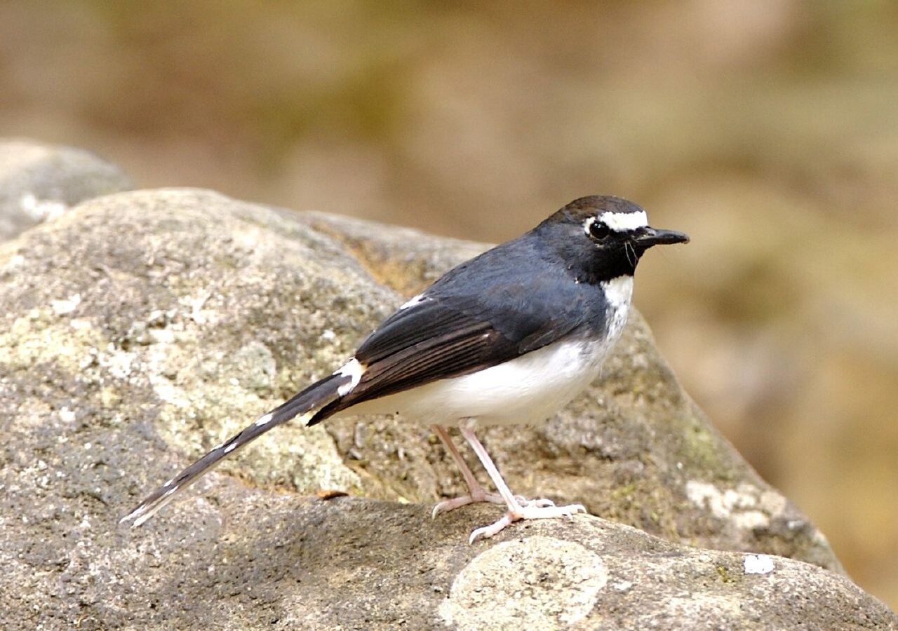 Sunda Forktail