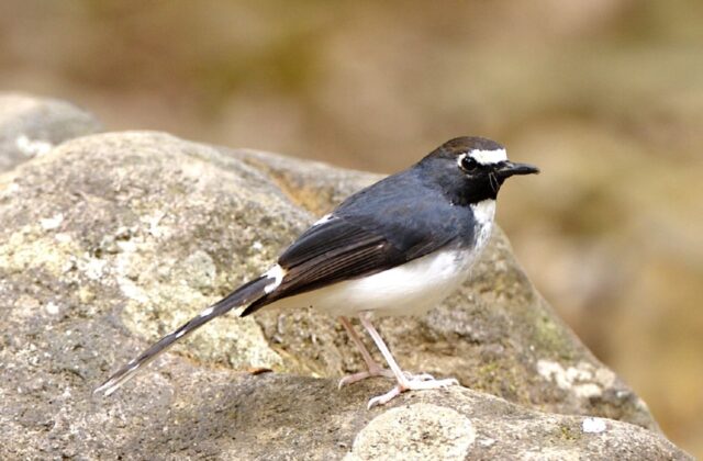 Sunda Forktail