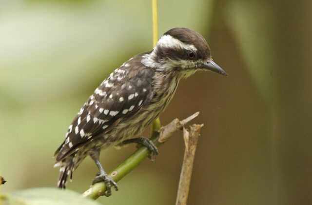 Sunda Pygmy Woodpecker