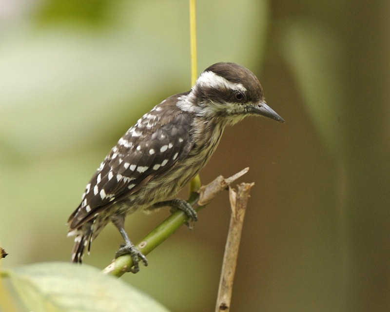 Sunda Pygmy Woodpecker