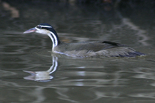 Sungrebe