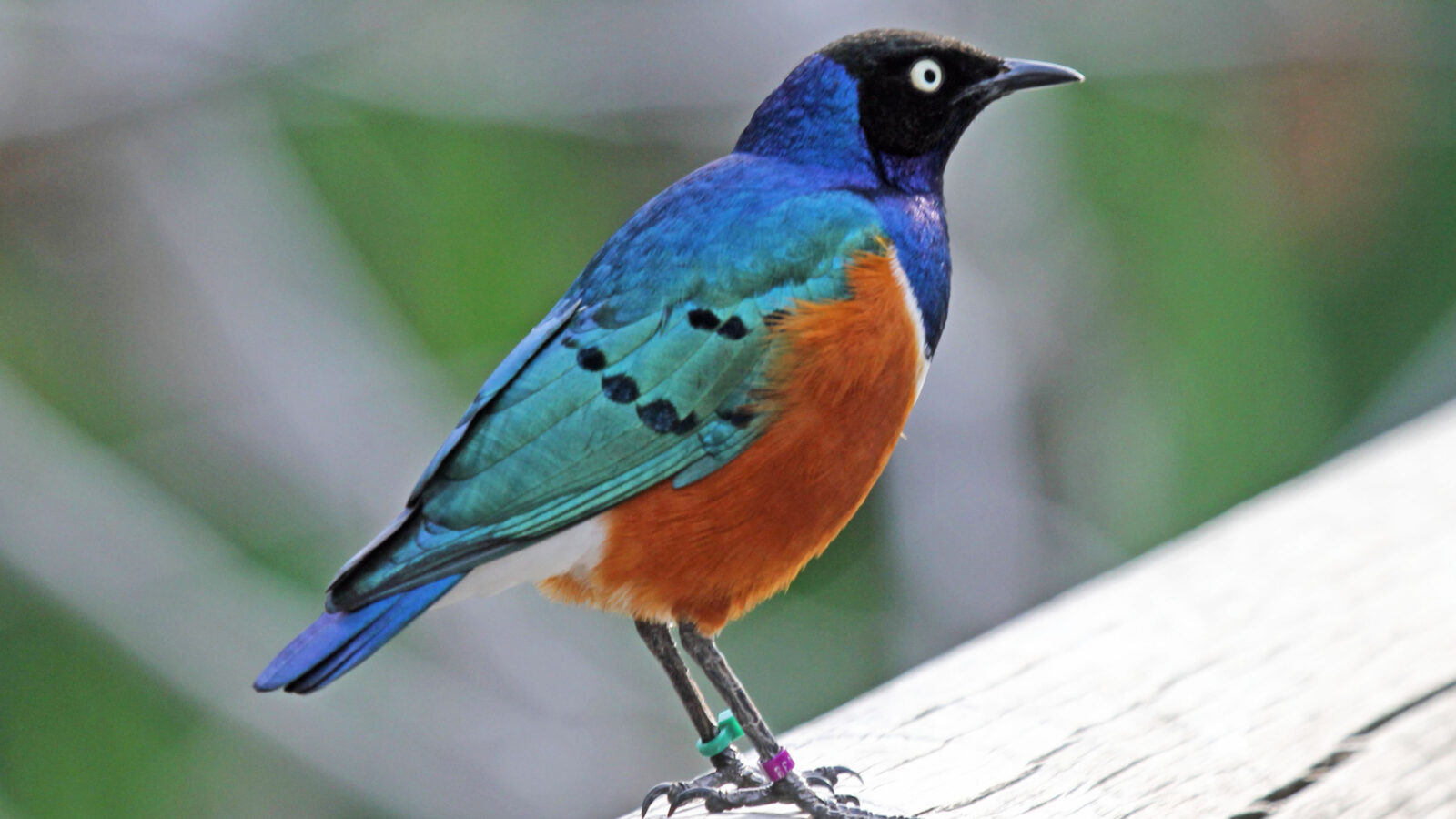 Superb Starling