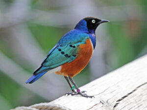 Superb Starling