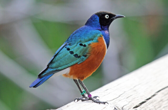 Superb Starling