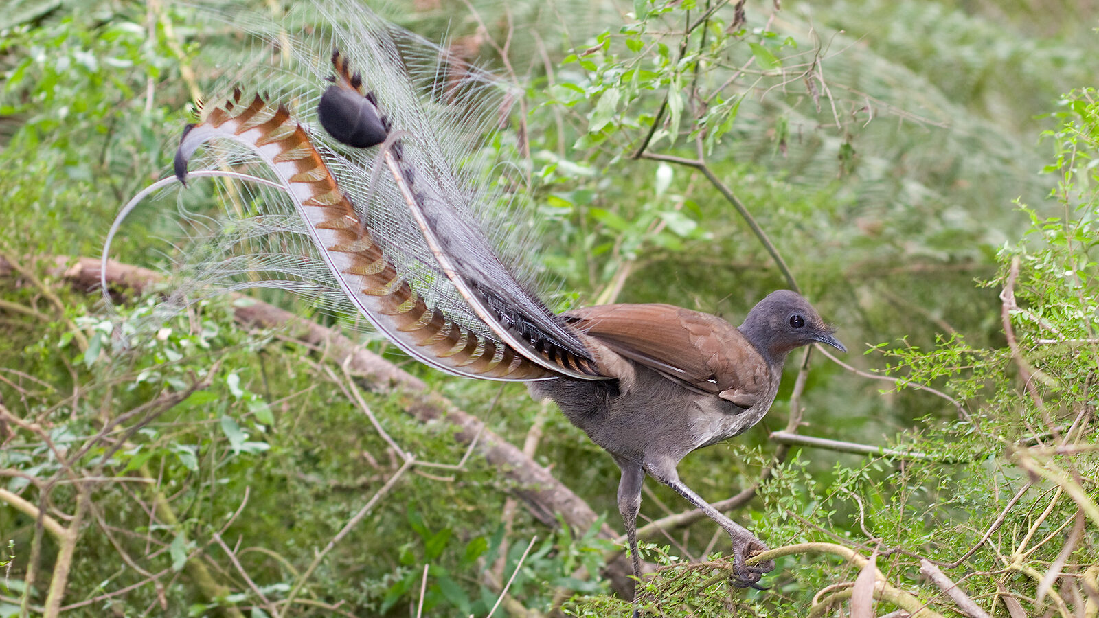 Superb Lyrebird