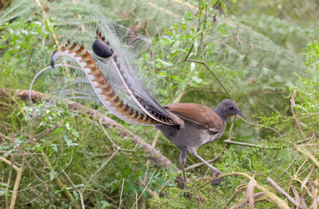 Superb Lyrebird