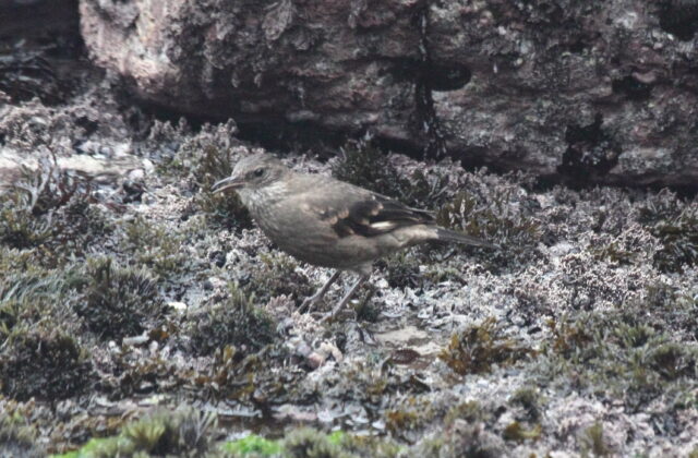 Peruvian Seaside Cinclodes