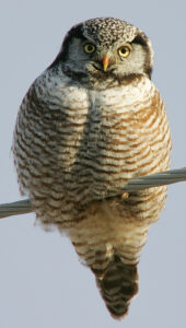Northern Hawk-Owl