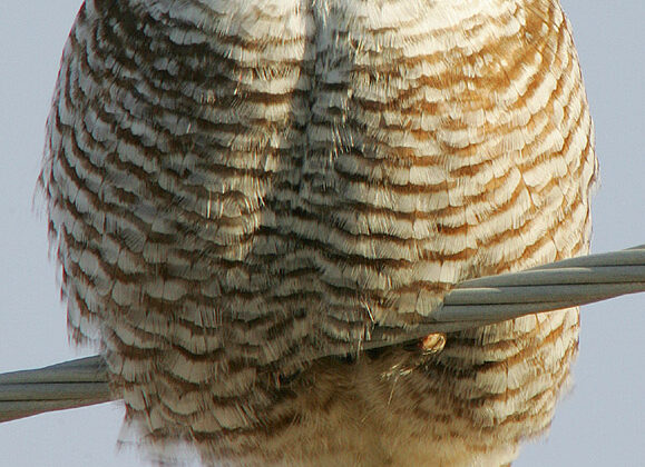 Northern Hawk-Owl