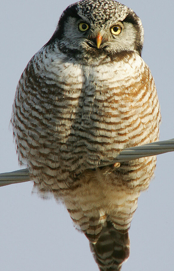 Northern Hawk-Owl