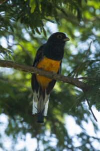 Surucua Trogon