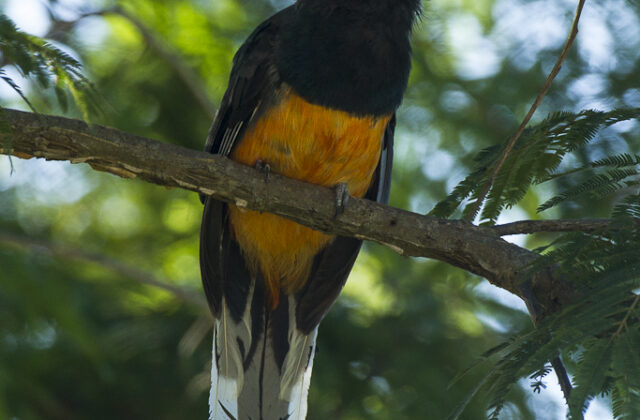 Surucua Trogon