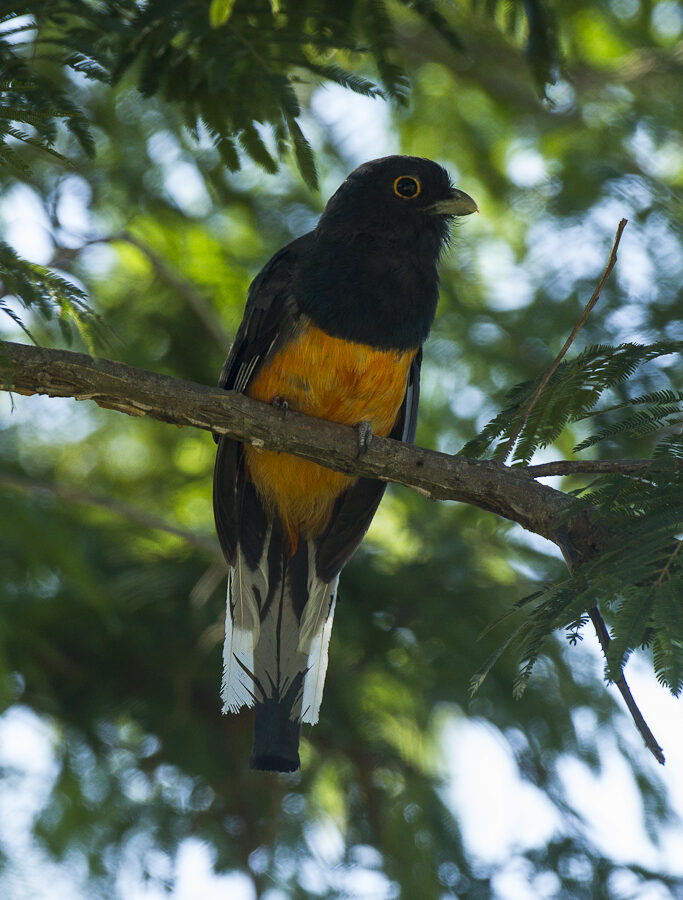 Surucua Trogon