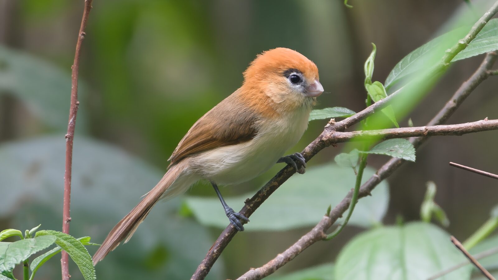 Pale-billed Parrotbill