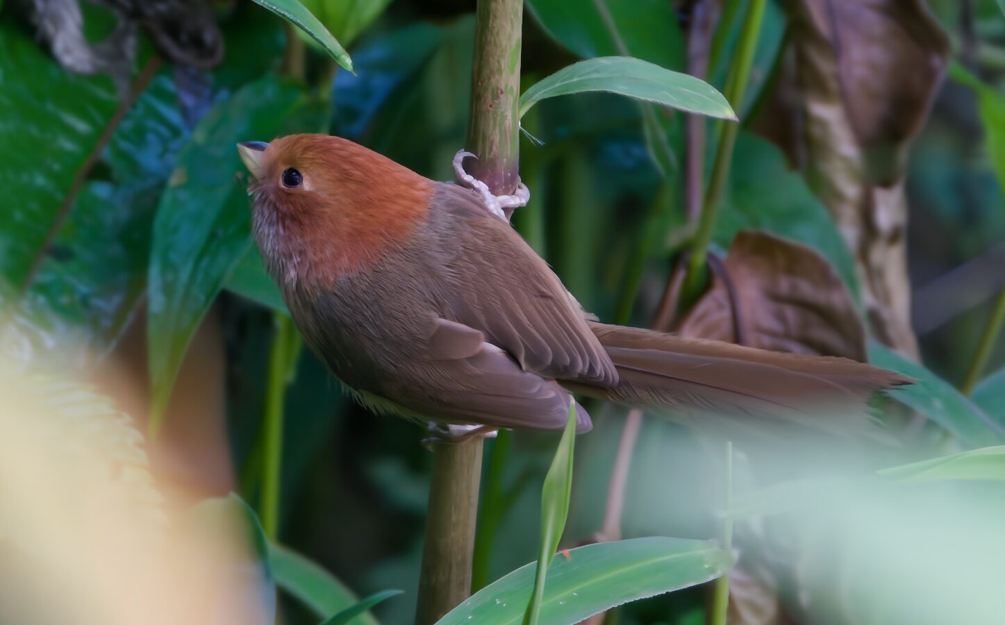 Brown-winged Parrotbill