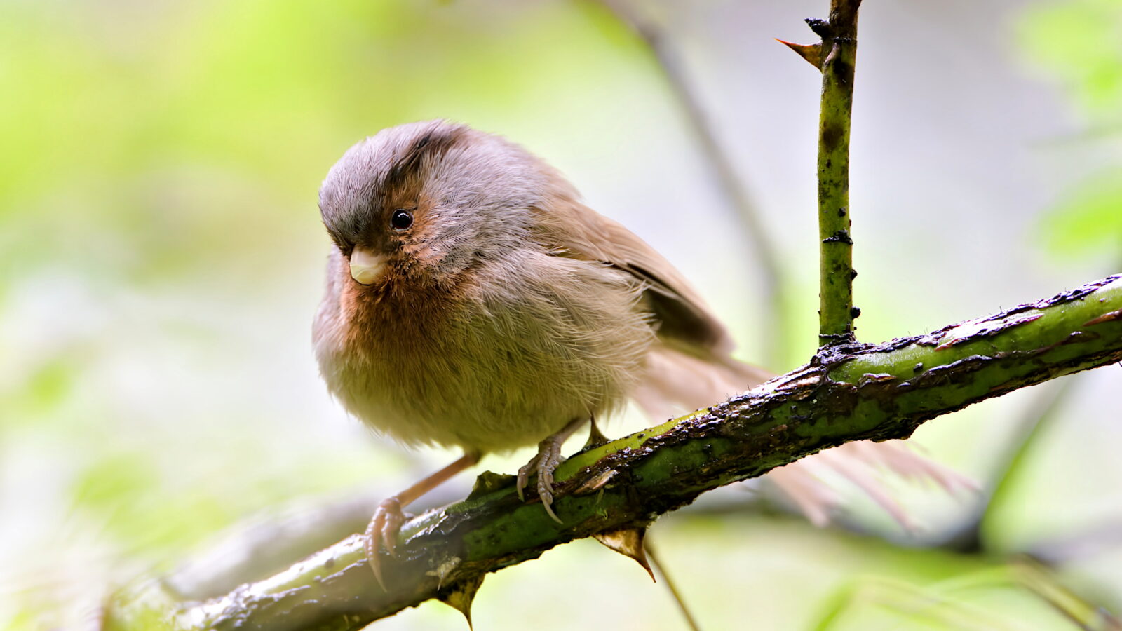 Przevalski’s Parrotbill