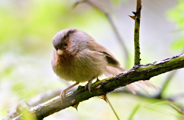 Przevalski’s Parrotbill