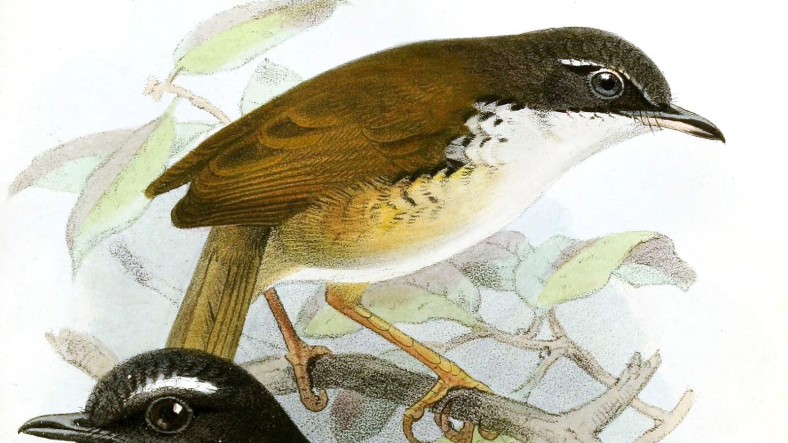 White-throated Wren-Babbler