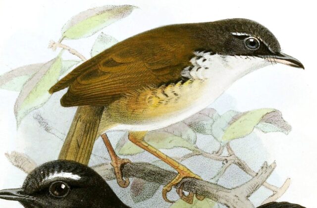 White-throated Wren-Babbler