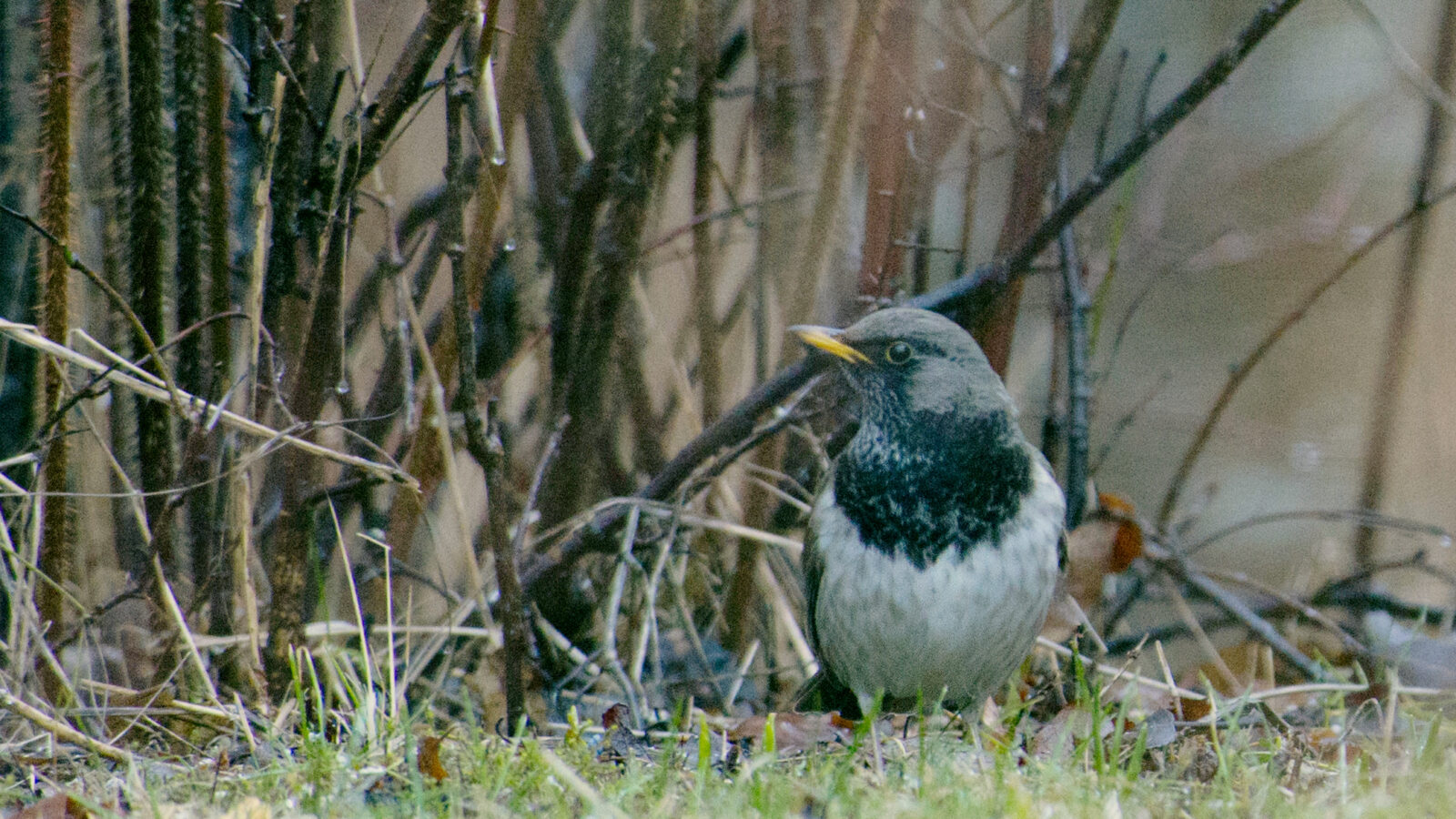 Black-throated Thrush