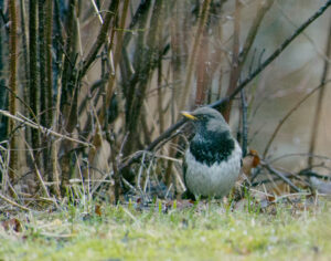 Black-throated Thrush